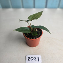 Load image into Gallery viewer, #RD27 Two x Anthurium NOID Seedlings