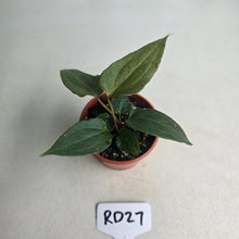 Load image into Gallery viewer, #RD27 Two x Anthurium NOID Seedlings