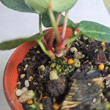 Load image into Gallery viewer, #RD27 Two x Anthurium NOID Seedlings