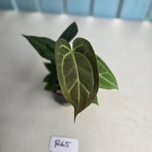 Load image into Gallery viewer, #R65 Three x Anthurium NOID Seedlings