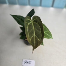 Load image into Gallery viewer, #R65 Three x Anthurium NOID Seedlings