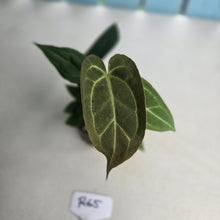 Load image into Gallery viewer, #R65 Three x Anthurium NOID Seedlings