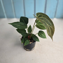 Load image into Gallery viewer, #R65 Three x Anthurium NOID Seedlings