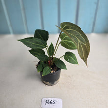 Load image into Gallery viewer, #R65 Three x Anthurium NOID Seedlings