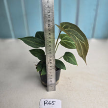Load image into Gallery viewer, #R65 Three x Anthurium NOID Seedlings
