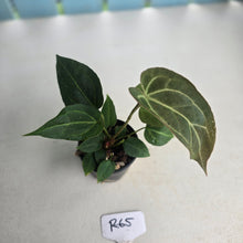 Load image into Gallery viewer, #R65 Three x Anthurium NOID Seedlings