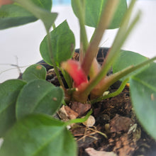 Load image into Gallery viewer, #R65 Three x Anthurium NOID Seedlings