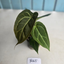 Load image into Gallery viewer, #R65 Three x Anthurium NOID Seedlings