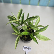 Load image into Gallery viewer, #RD54 Dracaena Seedling