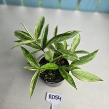 Load image into Gallery viewer, #RD54 Dracaena Seedling