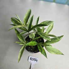 Load image into Gallery viewer, #RD54 Dracaena Seedling