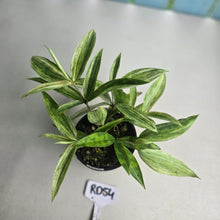 Load image into Gallery viewer, #RD54 Dracaena Seedling