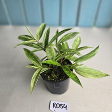Load image into Gallery viewer, #RD54 Dracaena Seedling