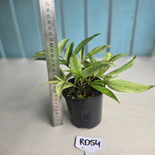 Load image into Gallery viewer, #RD54 Dracaena Seedling