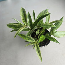 Load image into Gallery viewer, #RD54 Dracaena Seedling