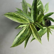 Load image into Gallery viewer, #RD54 Dracaena Seedling