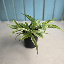 Load image into Gallery viewer, #RD54 Dracaena Seedling
