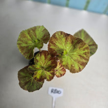 Load image into Gallery viewer, #RB10 Begonia Unknown