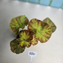 Load image into Gallery viewer, #RB10 Begonia Unknown
