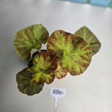 Load image into Gallery viewer, #RB10 Begonia Unknown