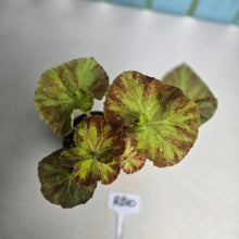 Load image into Gallery viewer, #RB10 Begonia Unknown