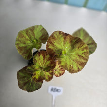 Load image into Gallery viewer, #RB10 Begonia Unknown