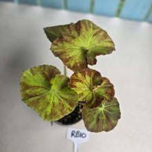 Load image into Gallery viewer, #RB10 Begonia Unknown