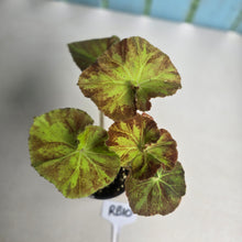 Load image into Gallery viewer, #RB10 Begonia Unknown