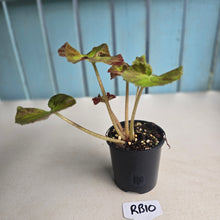 Load image into Gallery viewer, #RB10 Begonia Unknown