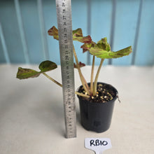 Load image into Gallery viewer, #RB10 Begonia Unknown