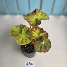 Load image into Gallery viewer, #RB10 Begonia Unknown