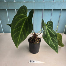 Load image into Gallery viewer, #RD17 Large Anthurium NOID