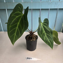 Load image into Gallery viewer, #RD17 Large Anthurium NOID