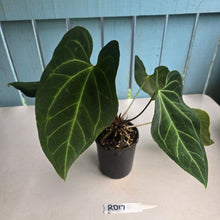Load image into Gallery viewer, #RD17 Large Anthurium NOID