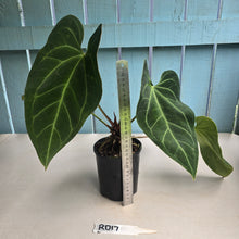 Load image into Gallery viewer, #RD17 Large Anthurium NOID