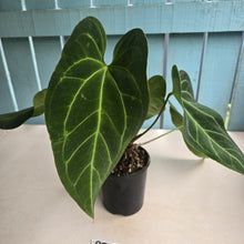 Load image into Gallery viewer, #RD17 Large Anthurium NOID