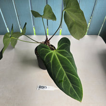 Load image into Gallery viewer, #RD17 Large Anthurium NOID