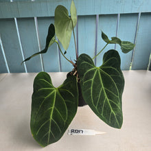 Load image into Gallery viewer, #RD17 Large Anthurium NOID