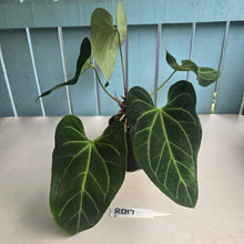 Load image into Gallery viewer, #RD17 Large Anthurium NOID