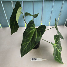 Load image into Gallery viewer, #RD17 Large Anthurium NOID