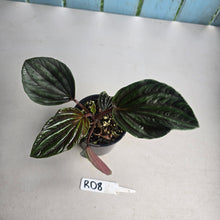 Load image into Gallery viewer, #RD8 Peperomia Rugosa Ecuador