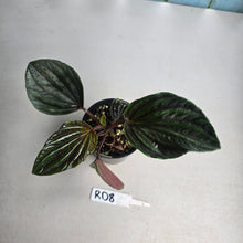 Load image into Gallery viewer, #RD8 Peperomia Rugosa Ecuador