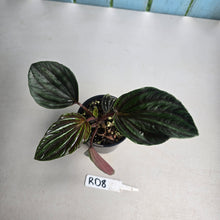 Load image into Gallery viewer, #RD8 Peperomia Rugosa Ecuador