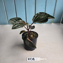 Load image into Gallery viewer, #RD8 Peperomia Rugosa Ecuador