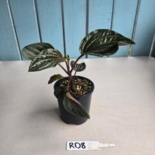 Load image into Gallery viewer, #RD8 Peperomia Rugosa Ecuador