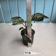 Load image into Gallery viewer, #RD8 Peperomia Rugosa Ecuador