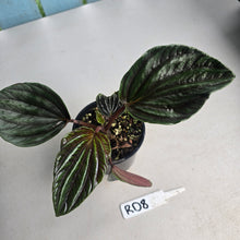 Load image into Gallery viewer, #RD8 Peperomia Rugosa Ecuador