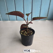Load image into Gallery viewer, #RD8 Peperomia Rugosa Ecuador