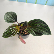 Load image into Gallery viewer, #RD8 Peperomia Rugosa Ecuador