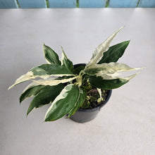 Load image into Gallery viewer, #R89 Spathiphyllum 'Monet' - Miniature